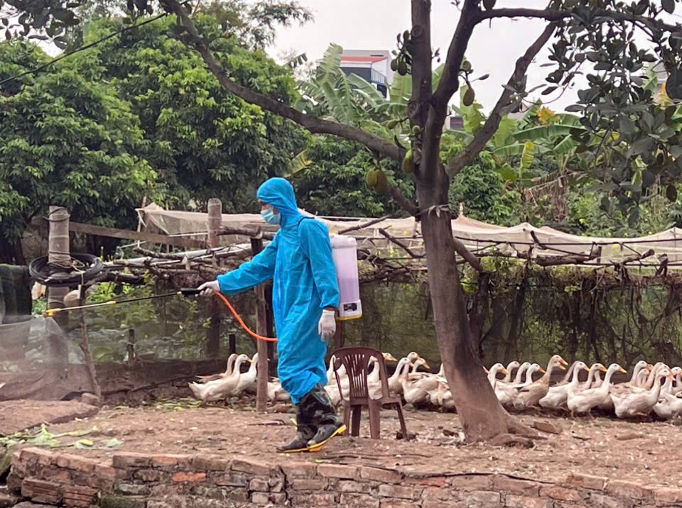 Phường Chương Mỹ tiếp tục thực hiện vệ sinh tiêu độc môi trường, đảm bảo an toàn cho ngành chăn nuôi- Ảnh 11.