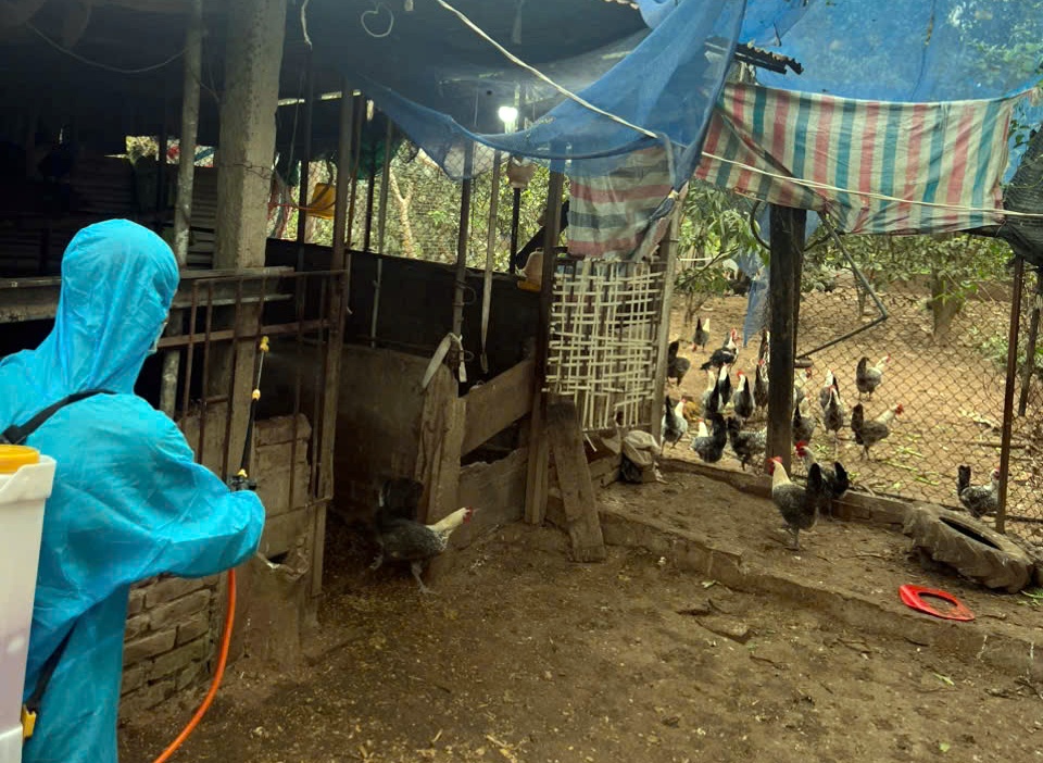 Phường Chương Mỹ tiếp tục thực hiện vệ sinh tiêu độc môi trường, đảm bảo an toàn cho ngành chăn nuôi- Ảnh 12.