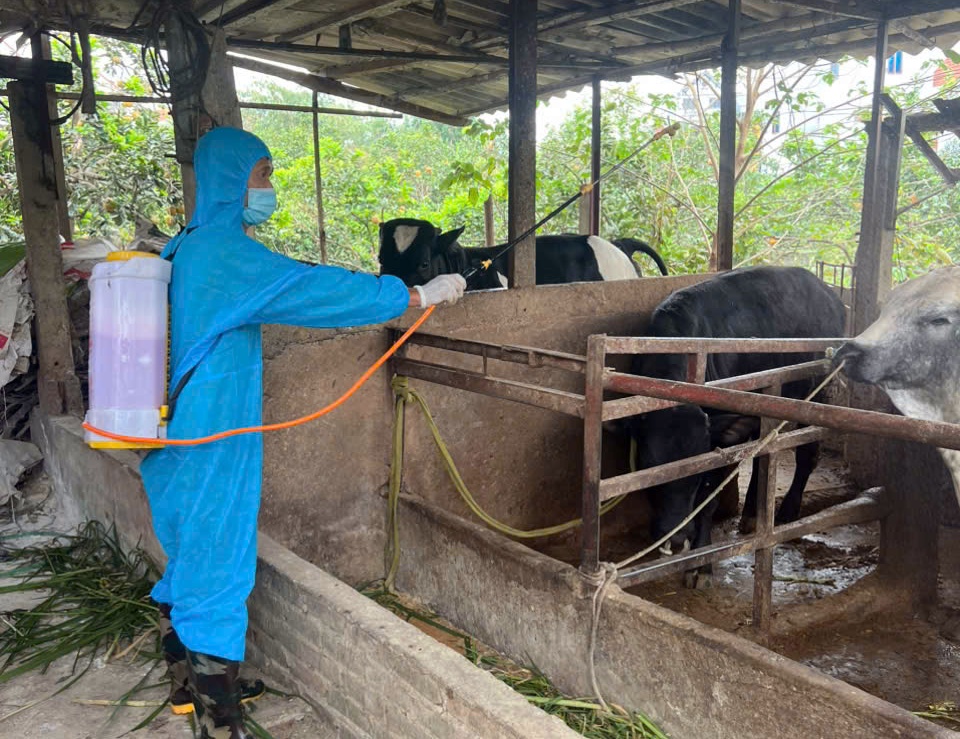 Phường Chương Mỹ tiếp tục thực hiện vệ sinh tiêu độc môi trường, đảm bảo an toàn cho ngành chăn nuôi- Ảnh 13.