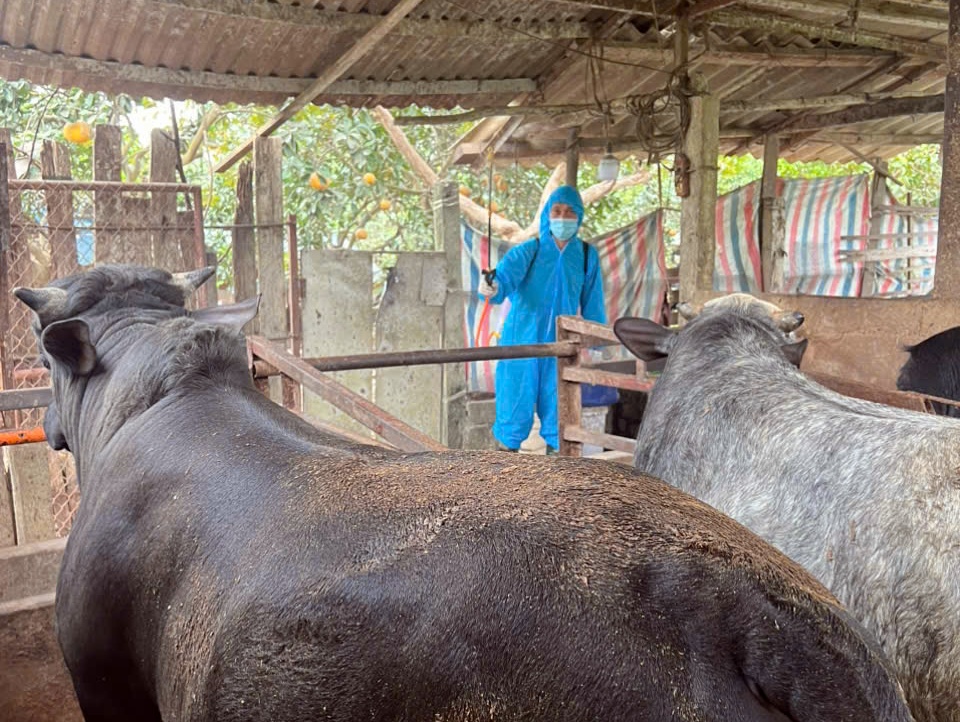 Phường Chương Mỹ tiếp tục thực hiện vệ sinh tiêu độc môi trường, đảm bảo an toàn cho ngành chăn nuôi- Ảnh 14.