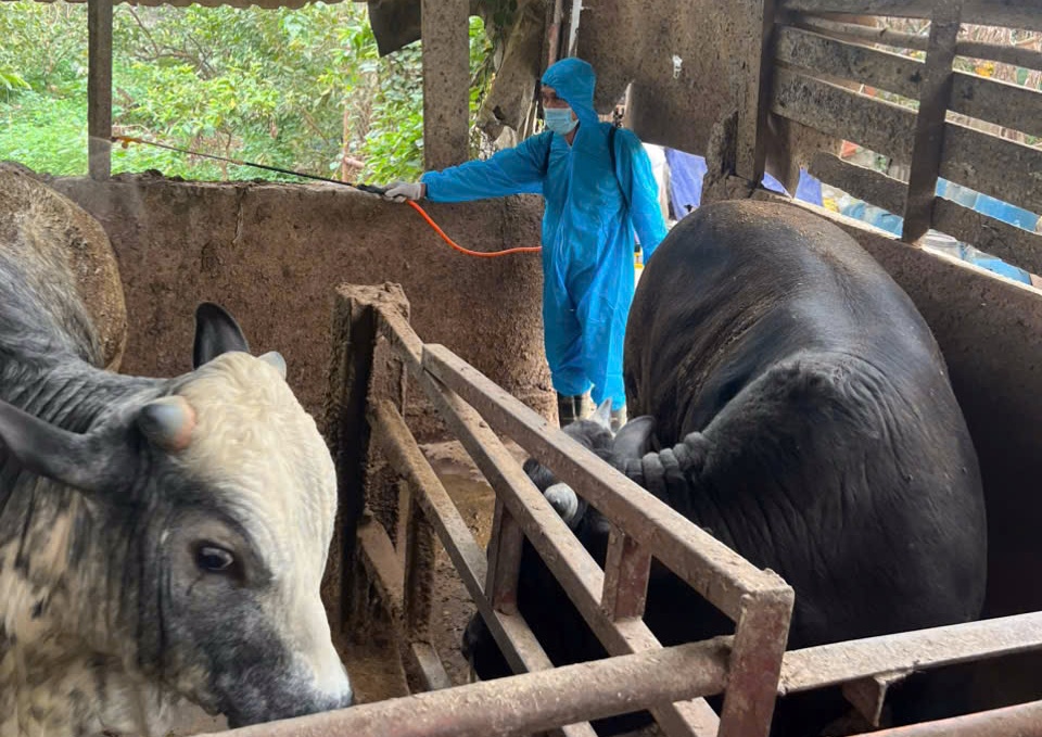 Phường Chương Mỹ tiếp tục thực hiện vệ sinh tiêu độc môi trường, đảm bảo an toàn cho ngành chăn nuôi- Ảnh 15.