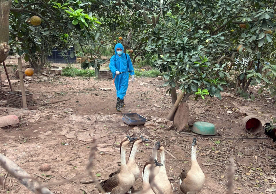 Phường Chương Mỹ tiếp tục thực hiện vệ sinh tiêu độc môi trường, đảm bảo an toàn cho ngành chăn nuôi- Ảnh 17.