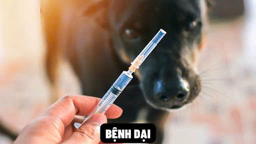 CHỦ ĐỘNG PHÒNG, CHỐNG BỆNH DẠI – BẢO VỆ GIA ĐÌNH TỪ NHỮNG VIỆC LÀM NHỎ NHẤT- Ảnh 1.