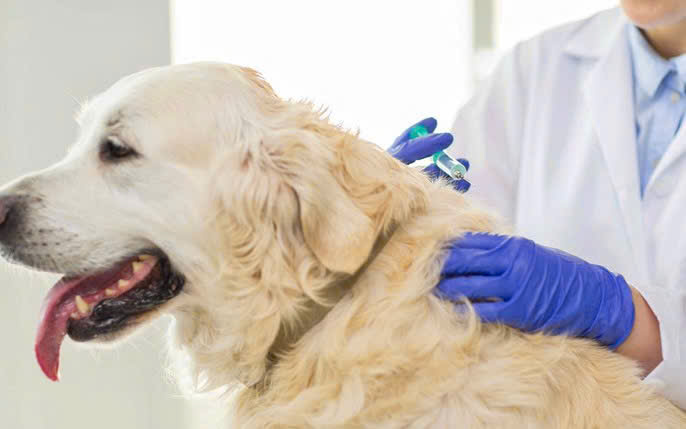 Tăng cường các biện pháp phòng, chống bệnh Dại động vật- Ảnh 1.