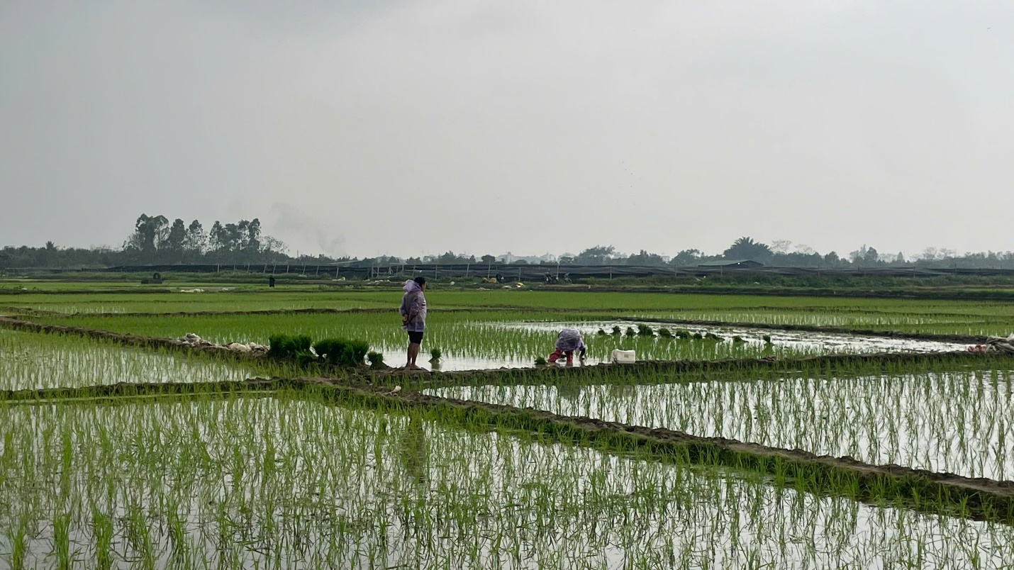 Hoài Đức: hoàn thành 100% diện tích gieo cấy vụ xuân – tập trung chăm sóc lúa, hoa và rau màu giai đoạn sau cấy- Ảnh 1.