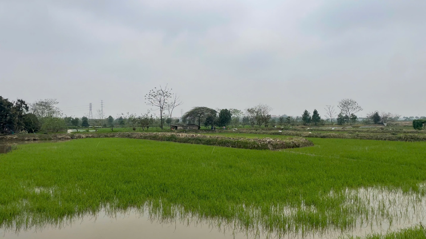 Hoài Đức: hoàn thành 100% diện tích gieo cấy vụ xuân – tập trung chăm sóc lúa, hoa và rau màu giai đoạn sau cấy- Ảnh 2.