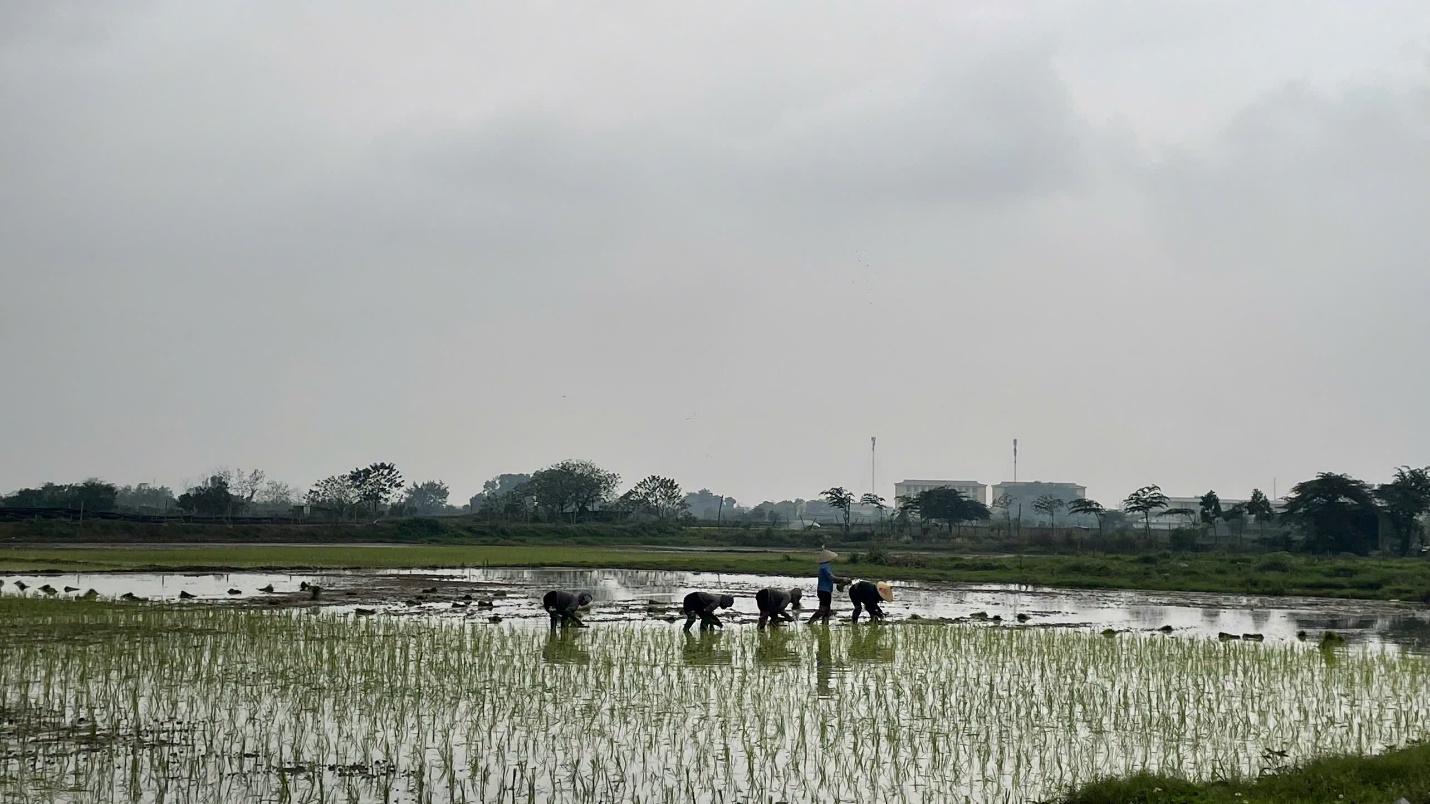 Hoài Đức: hoàn thành 100% diện tích gieo cấy vụ xuân – tập trung chăm sóc lúa, hoa và rau màu giai đoạn sau cấy- Ảnh 3.