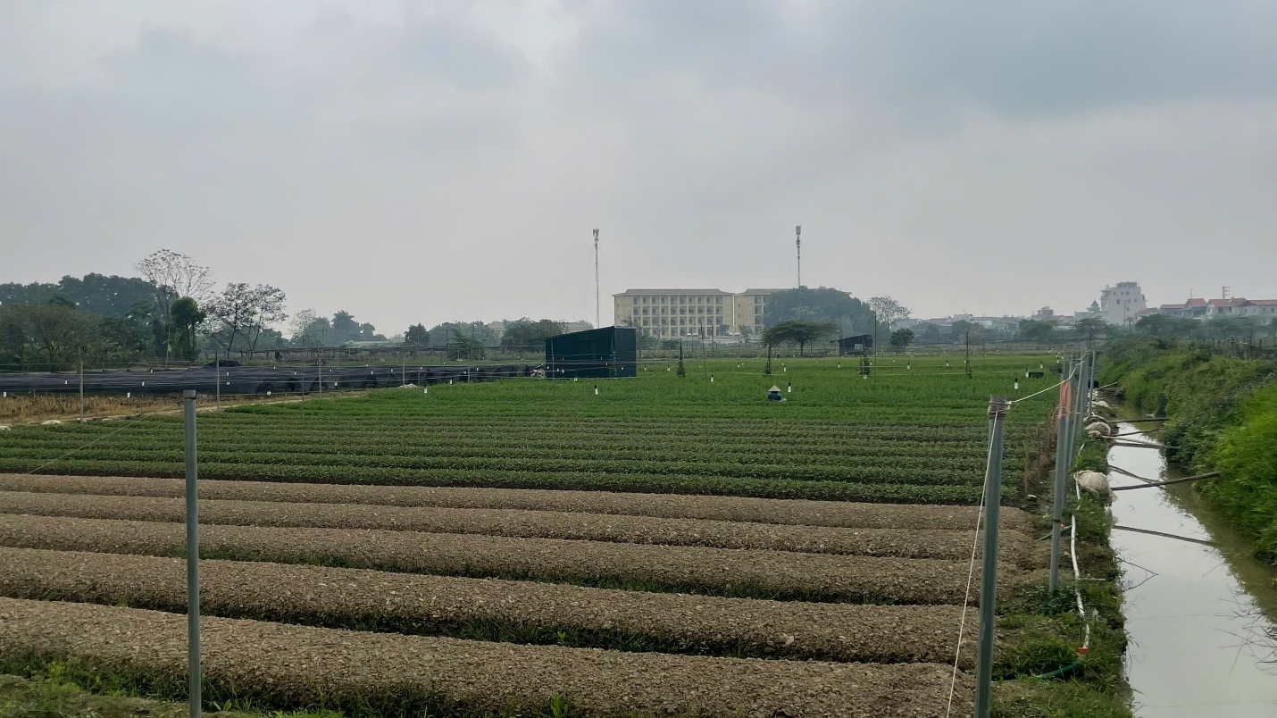 Hoài Đức: hoàn thành 100% diện tích gieo cấy vụ xuân – tập trung chăm sóc lúa, hoa và rau màu giai đoạn sau cấy- Ảnh 4.