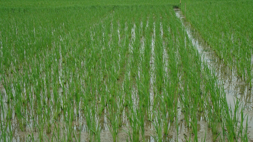 C:\Users\Admin\Downloads\bon lua.jpg