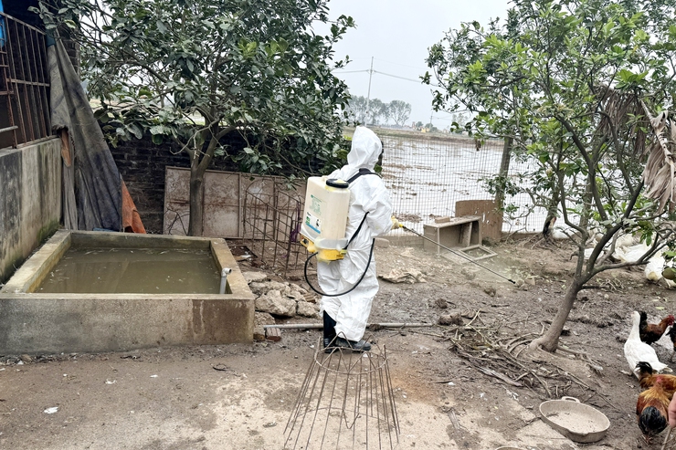 Xã Thượng Phúc quan tâm công tác chăn nuôi, thú y và thủy sản, chủ động phòng chống dịch bệnh- Ảnh 1.