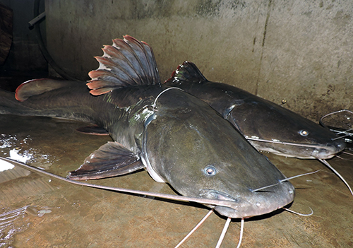 NGƯỜI NÔNG DÂN LÀM GIÀU TỪ MÔ HÌNH CÁ LĂNG: ANH NGUYỄN VĂN THỊNH - ĐIỂN HÌNH TIÊN TIẾN Ở DÂN HÒA.- Ảnh 4.