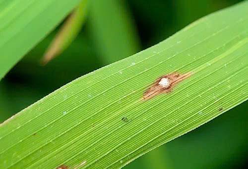 PHÒNG TRỪ BỆNH ĐẠO ÔN HẠI LÚA VỤ XUÂN NĂM 2026- Ảnh 2.