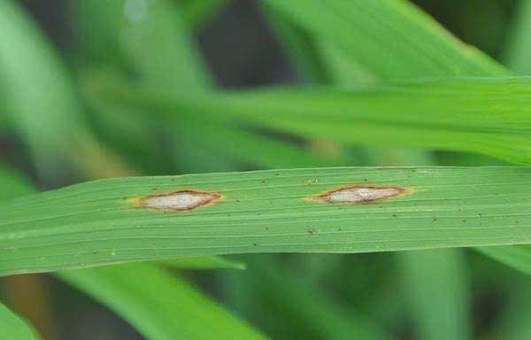 PHÒNG TRỪ BỆNH ĐẠO ÔN HẠI LÚA VỤ XUÂN NĂM 2026- Ảnh 1.