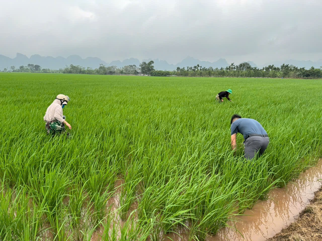 Trung tâm Dịch vụ tổng hợp xã Hồng Sơn tăng cường thăm đồng, chủ động phòng trừ bệnh đạo ôn hại lúa Xuân 2026- Ảnh 1.
