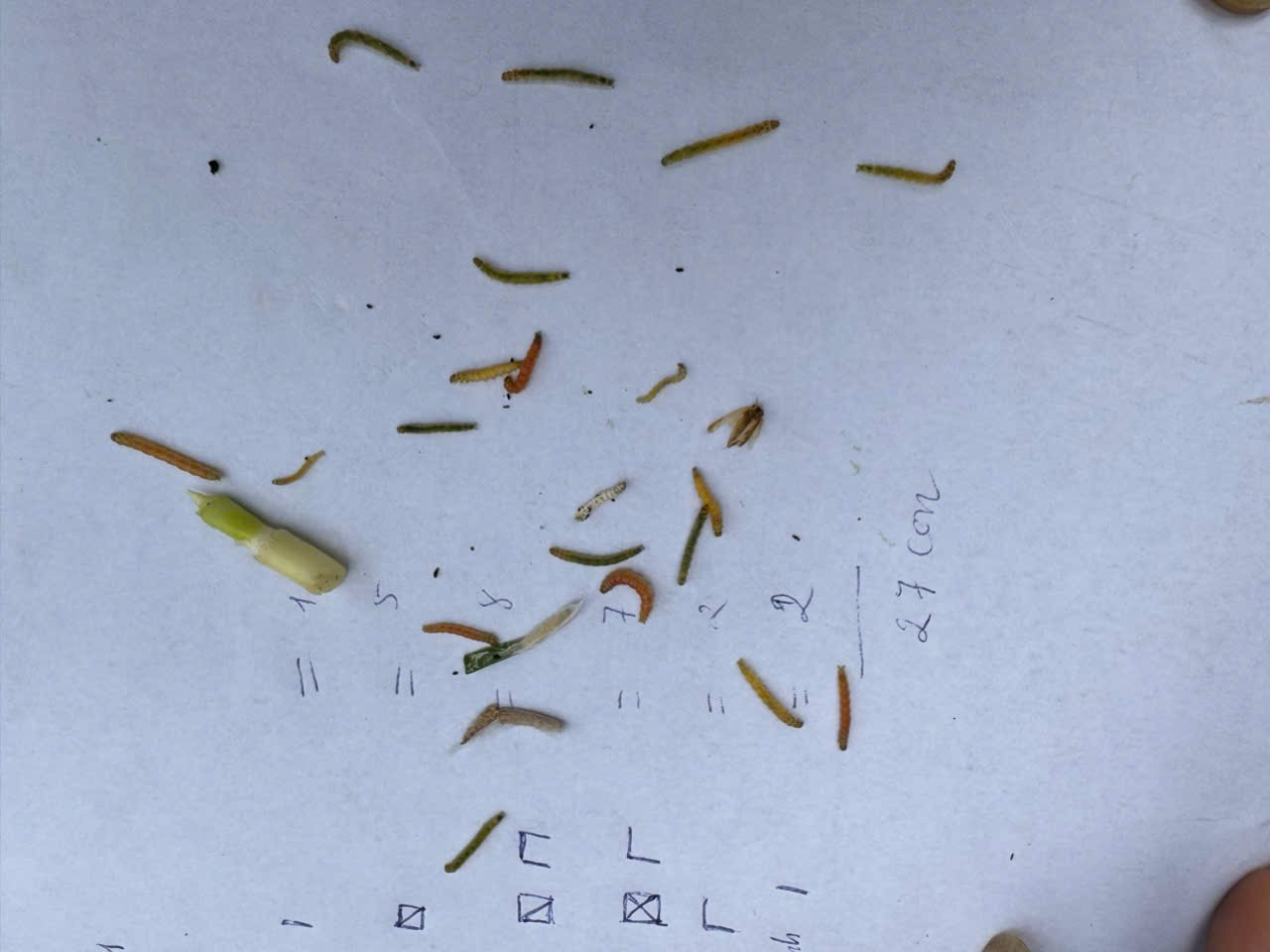 Trung tâm Dịch vụ tổng hợp xã Hồng Sơn tăng cường thăm đồng, chủ động phòng trừ bệnh đạo ôn hại lúa Xuân 2026- Ảnh 2.