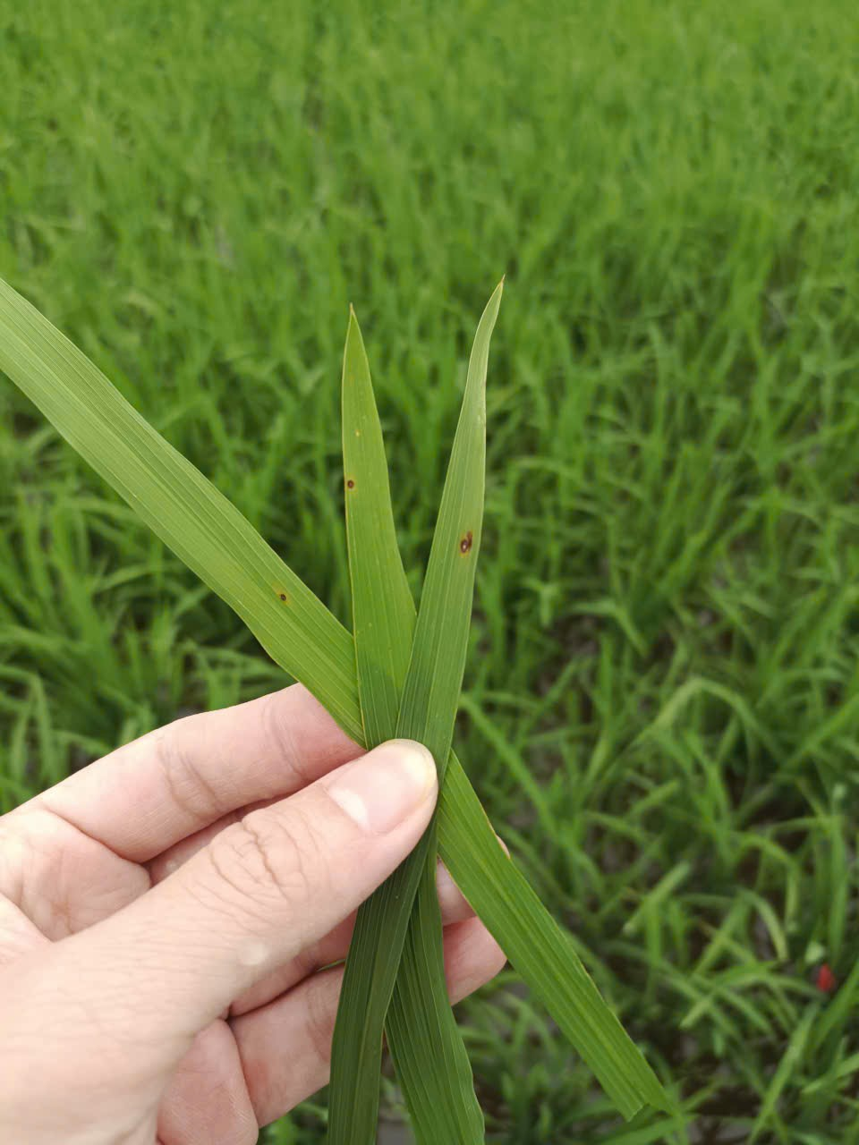 Trung tâm Dịch vụ tổng hợp xã Hồng Sơn tăng cường thăm đồng, chủ động phòng trừ bệnh đạo ôn hại lúa Xuân 2026- Ảnh 3.