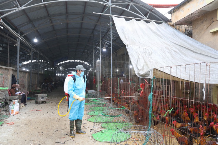 Xã Chương Dương quan tâm công tác chăn nuôi, thú y và thủy sản, chủ động phòng chống dịch bệnh- Ảnh 1.