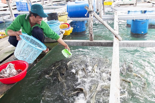 Hà Nội công bố 01 Danh mục thủ tục hành chính lĩnh vực Thủy sản và Kiểm ngư- Ảnh 1.