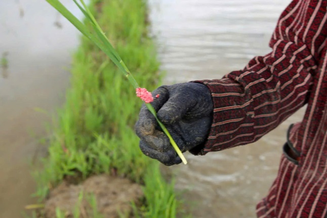 Nông dân Hoài Đức tích cực phòng trừ ốc bươu vàng hại lúa xuân- Ảnh 2.