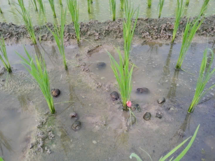 Nông dân Hoài Đức tích cực phòng trừ ốc bươu vàng hại lúa xuân- Ảnh 1.