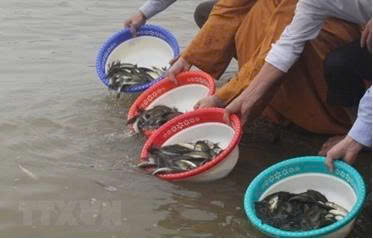 TĂNG CƯỜNG BẢO VỆ VÀ PHÁT TRIỂN NGUỒN LỢI THỦY SẢN TRÊN ĐỊA BÀN XÃ BÌNH BINH- Ảnh 3.