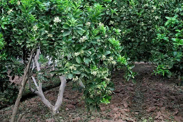 PHÚ XUYÊN TĂNG CƯỜNG CHĂM SÓC, BẢO VỆ CÂY ĂN QUẢ CÓ MÚI GIAI ĐOẠN RA HOA – ĐẬU QUẢ - Ảnh 3.