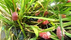 Hướng dẫn thu gom và phòng trừ ốc bươu vàng
- Ảnh 1.