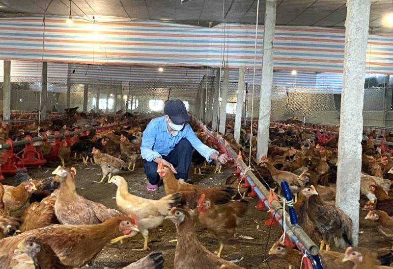 Dịch bệnh trên đàn vật nuôi cơ bản được kiểm soát - Tin tức Chăn nuôi - Tạp  chí Chăn nuôi Việt Nam