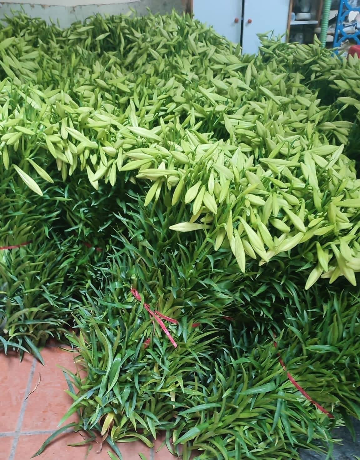 Người trồng hoa Tây Tựu vào mùa thu hoạch loa kèn- Ảnh 5.