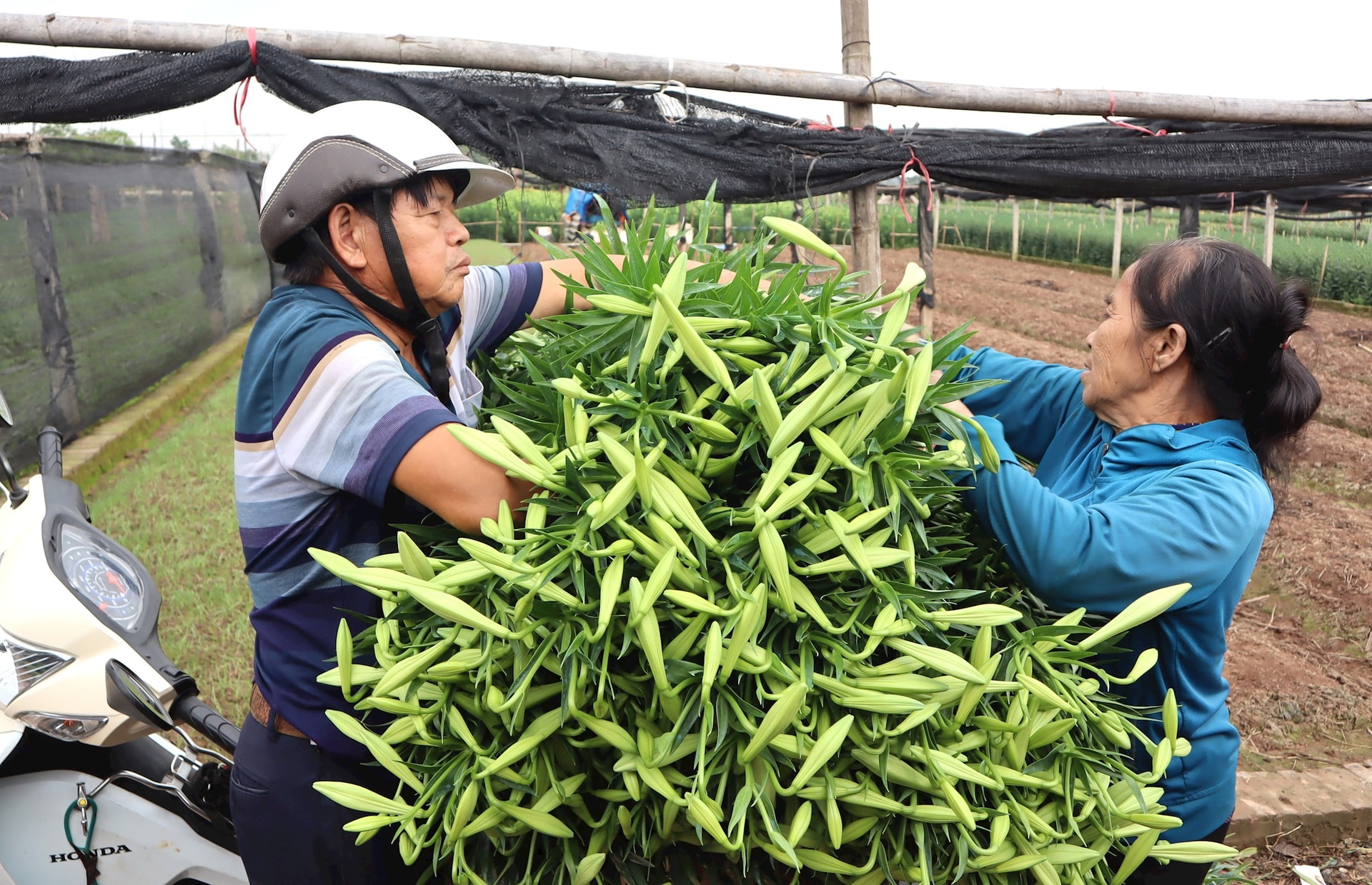Người trồng hoa Tây Tựu vào mùa thu hoạch loa kèn- Ảnh 6.