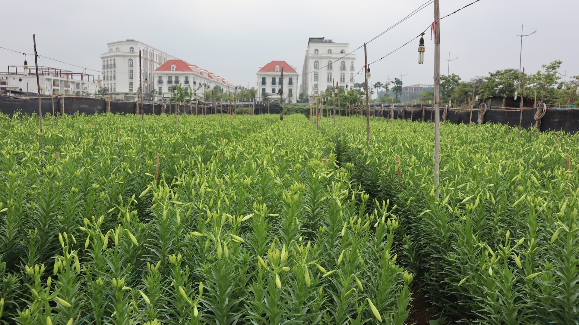 Người trồng hoa Tây Tựu vào mùa thu hoạch loa kèn- Ảnh 3.