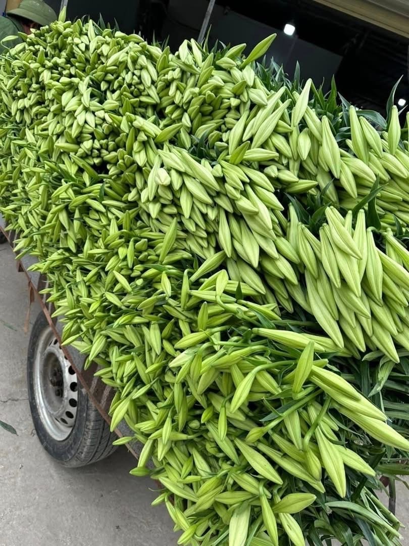 Người trồng hoa Tây Tựu vào mùa thu hoạch loa kèn- Ảnh 7.