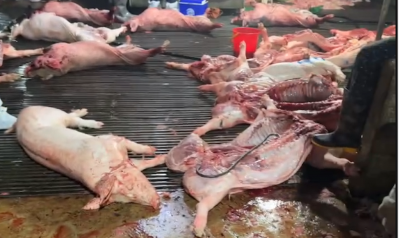 Hành trình triệt phá dường dây giết mổ, tiêu thụ 300 tấn thịt lợn nhiễm dịch tả châu Phi- Ảnh 4.