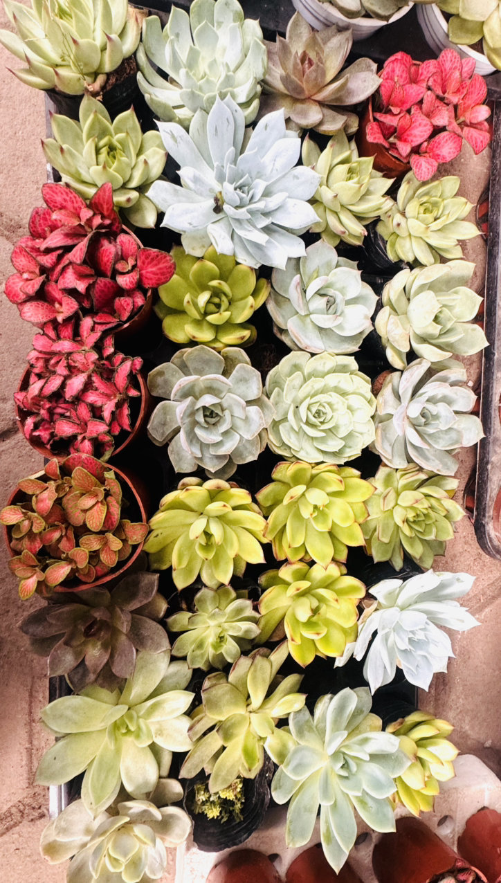 Hội Liên hiệp Phụ nữ phường Hoàn Kiếm phát động chương trình “Ngày thứ 7 Sáng – Xanh – Sạch – Đẹp”- Ảnh 4.