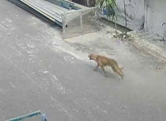 THÔNG BÁO KHẨN
Về việc cảnh báo nguy cơ bệnh dại trên địa bàn
- Ảnh 1.