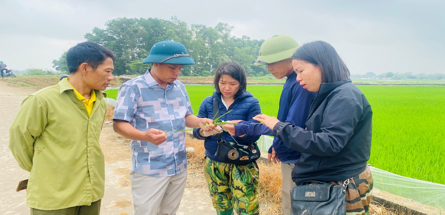 XÃ TRẦN PHÚ CHỦ ĐỘNG CHĂM SÓC VÀ PHÒNG TRỪ SÂU BỆNH BẢO VỆ SẢN XUẤT LÚA XUÂN- Ảnh 1.