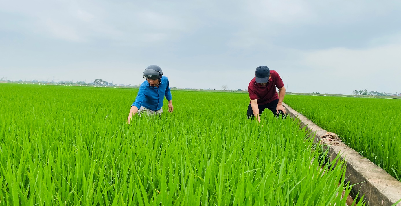 XÃ TRẦN PHÚ CHỦ ĐỘNG CHĂM SÓC VÀ PHÒNG TRỪ SÂU BỆNH BẢO VỆ SẢN XUẤT LÚA XUÂN- Ảnh 2.