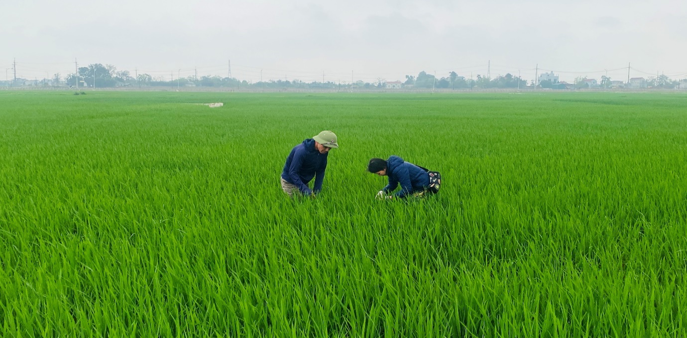 XÃ TRẦN PHÚ CHỦ ĐỘNG CHĂM SÓC VÀ PHÒNG TRỪ SÂU BỆNH BẢO VỆ SẢN XUẤT LÚA XUÂN- Ảnh 3.