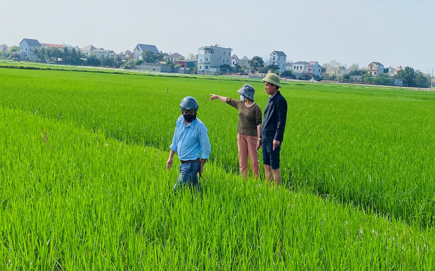 XÃ TRẦN PHÚ CHỦ ĐỘNG CHĂM SÓC VÀ PHÒNG TRỪ SÂU BỆNH BẢO VỆ SẢN XUẤT LÚA XUÂN- Ảnh 4.