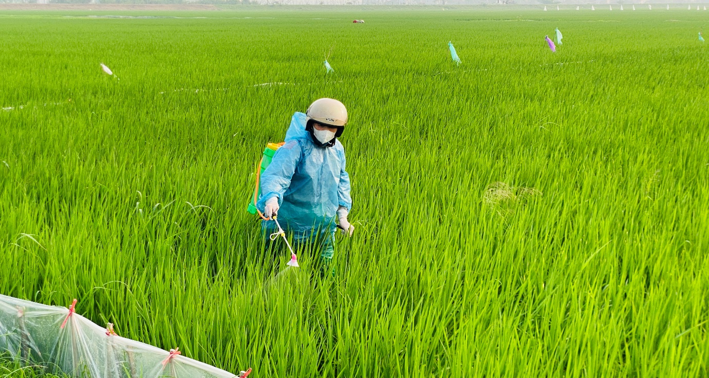 XÃ TRẦN PHÚ CHỦ ĐỘNG CHĂM SÓC VÀ PHÒNG TRỪ SÂU BỆNH BẢO VỆ SẢN XUẤT LÚA XUÂN- Ảnh 6.