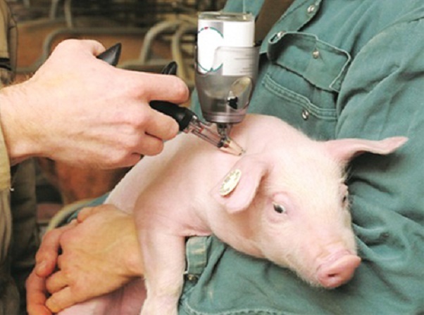 Chủ động phòng chống dịch bệnh: Hoài Đức triển khai tiêm phòng đợt 1 cho đàn gia súc, gia cầm và vật nuôi- Ảnh 2.