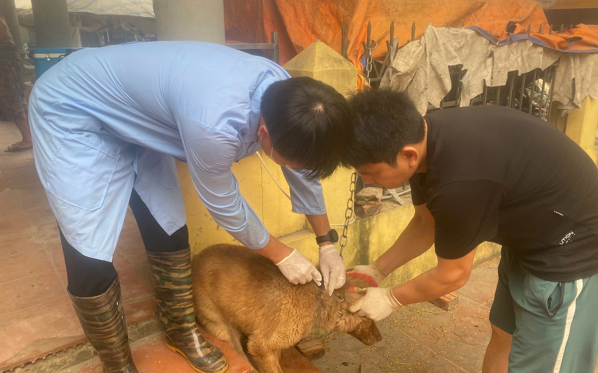 Từ ngày 12/4 xã Quảng Bị bắt đầu tiêm phòng vắc xin cho đàn gia súc, gia cầm đợt 1 năm 2026