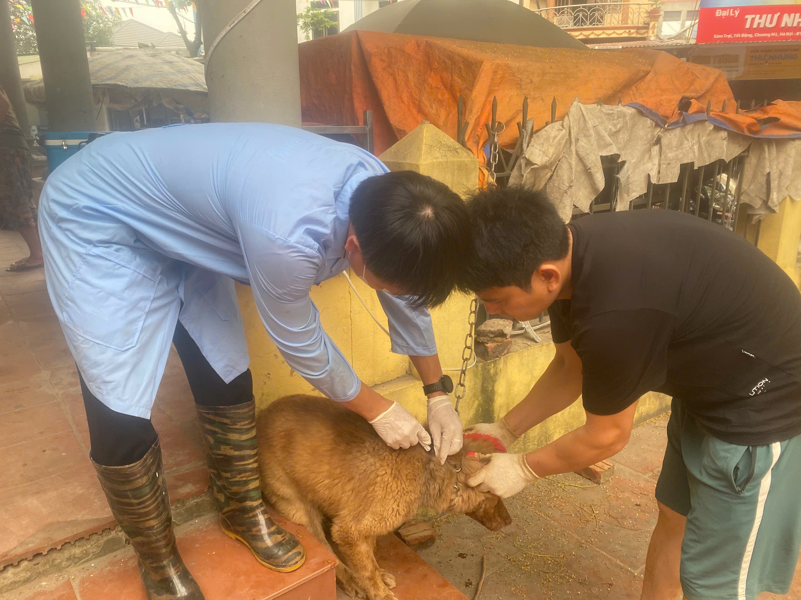 Từ ngày 12/4 xã Quảng Bị bắt đầu tiêm phòng vắc xin cho đàn gia súc, gia cầm đợt 1 năm 2026- Ảnh 2.