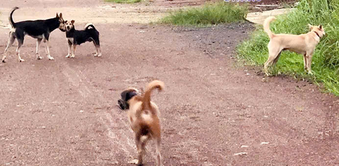 Đoài Phương tăng cường kiểm tra, xử lý chó thả rông trên địa bàn- Ảnh 1.