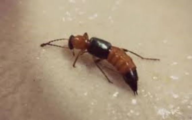 Phối hợp liên tuyến cứu sống người bệnh phản vệ do côn trùng đốt- Ảnh 1.