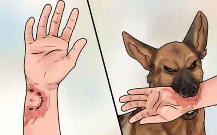 CẢNH BÁO NGUY CƠ BỆNH DẠI VÀ TRIỂN KHAI TIÊM PHÒNG VẮC XIN CHO VẬT NUÔI TRÊN ĐỊA BÀN XÃ HƯNG ĐẠO- Ảnh 1.