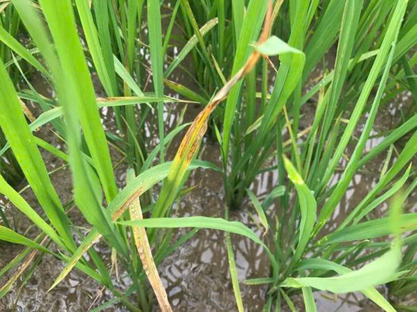 Cách nhận biết và phòng trừ bệnh Đốm sọc vi khuẩn- Ảnh 1.