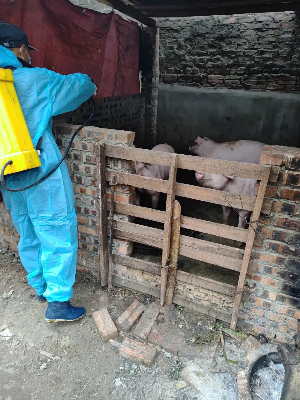 Tăng cường phòng, chống bệnh Dịch tả lợn Châu Phi- Ảnh 1.