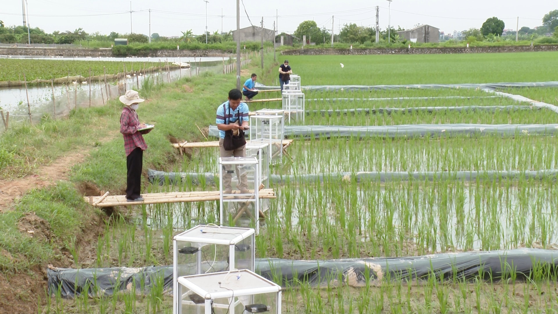 Ứng Hòa phát triển nông nghiệp đa giá trị bền vững- Ảnh 3.