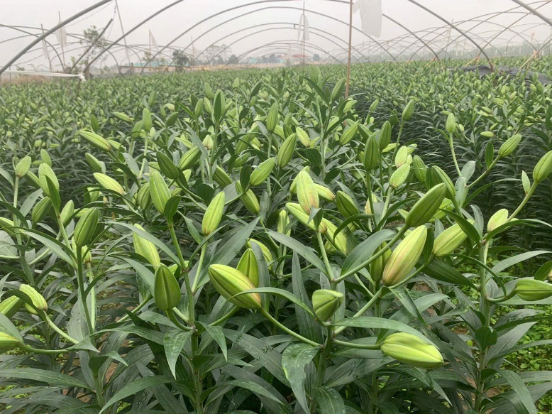 A field of green plants with buds  AI-generated content may be incorrect.